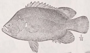 Triple-tail
