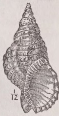 Triton