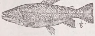 Trout