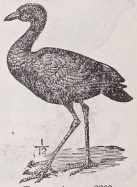 Trumpeter