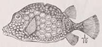 Trunkfish