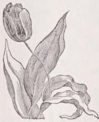 Tulip