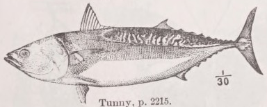 Tunny