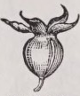 Turbinate