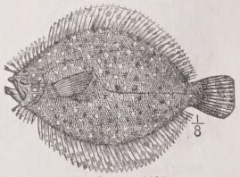 Turbot