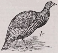 Turkey