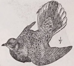 Turtledove