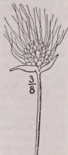 Umbel