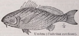 Umbra