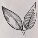 Unijugate