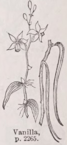 Vanilla