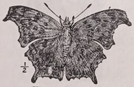 Violet-tip
