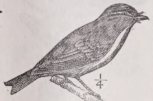 Vireo
