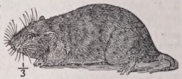 Vole