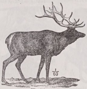 Wapiti