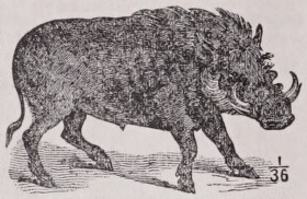 Wart hog