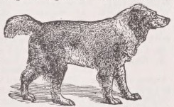 Water spaniel