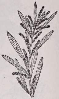 Wattle