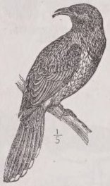 Wattlebird