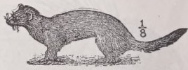 Weasel