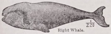 Whale