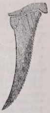 Whalebone