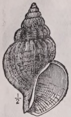 Whelk