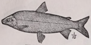 Whitefish