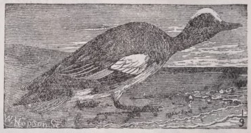 Widgeon