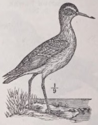 Willet