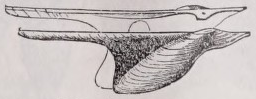 Wing-shell