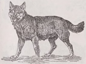 Wolf