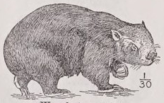 Wombat