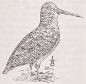 Woodcock