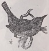 Wren