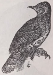 Wryneck