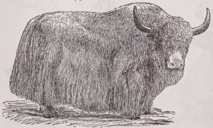 Yak