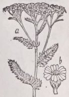 Yarrow