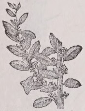 Yaupon
