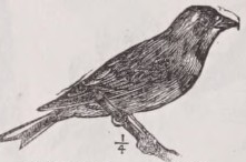 Yellowhammer