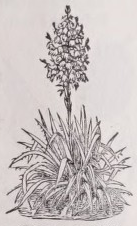 Yucca