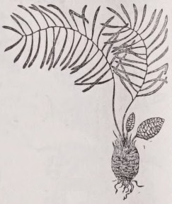 Zamia