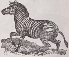 Zebra